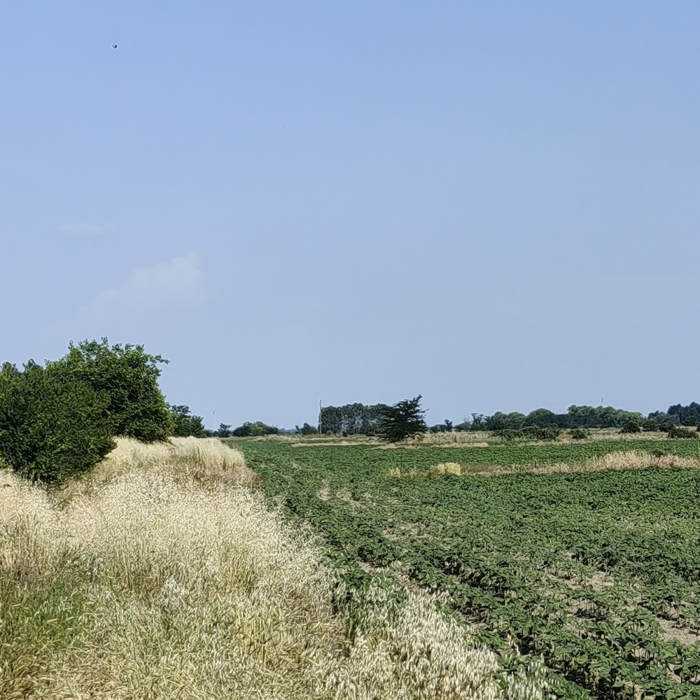 Foto 4 von 5 — Земеделска земя