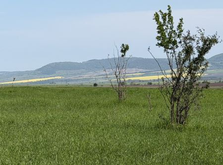 Foto 2 von 4 — Земеделска земя