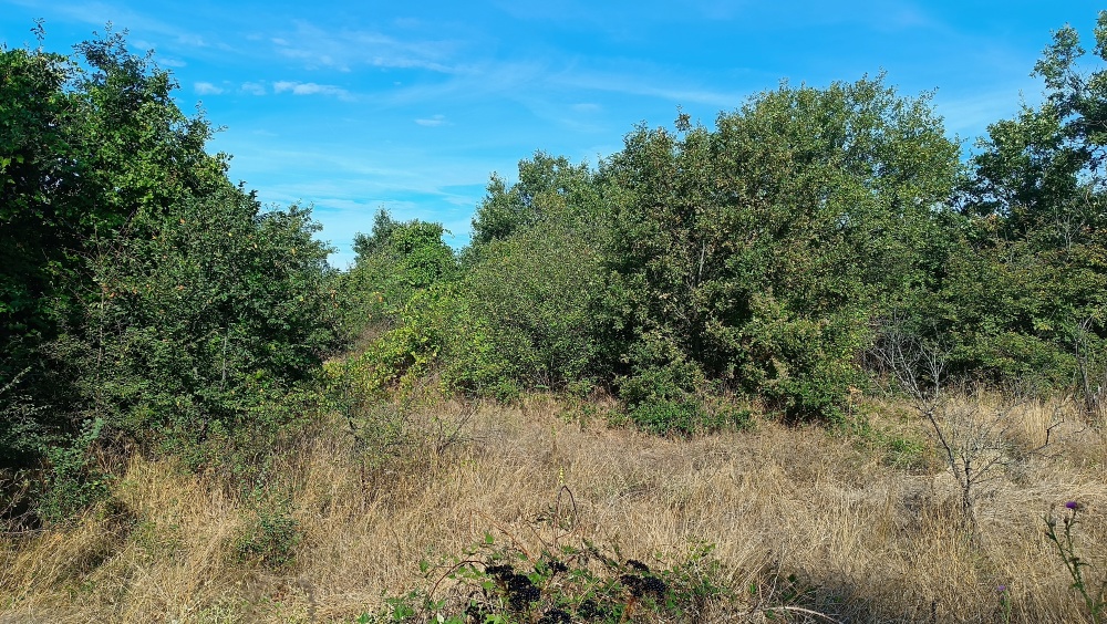 Foto 1 von 3 — Земеделска земя