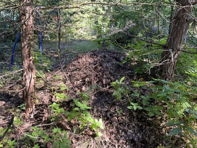 Foto 21 von 30 — Attraktives Baugrundstück mit Waldsiedlungscharakter im Ortsteil Güterfelde