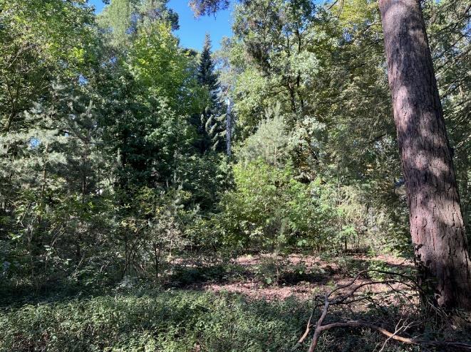 Foto 22 von 30 — Attraktives Baugrundstück mit Waldsiedlungscharakter im Ortsteil Güterfelde