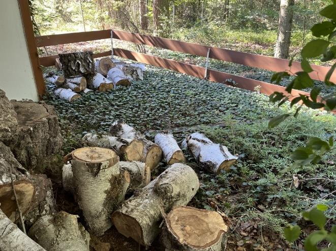 Foto 13 von 30 — Attraktives Baugrundstück mit Waldsiedlungscharakter im Ortsteil Güterfelde