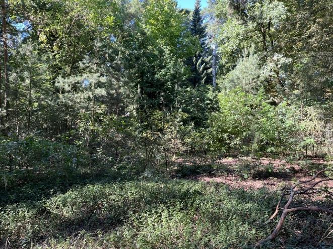 Foto 20 von 30 — Attraktives Baugrundstück mit Waldsiedlungscharakter im Ortsteil Güterfelde