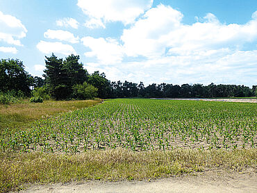 Foto 1 von 4 — Kleine, verpachtete Landwirtschaftsfläche im sog. Speckgürtel der Landeshauptstadt Magdeburg