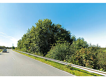 Foto 4 von 4 — Waldfläche