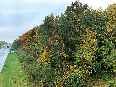 Foto 2 von 4 — Waldfläche