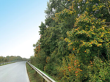 Foto 3 von 4 — Waldfläche