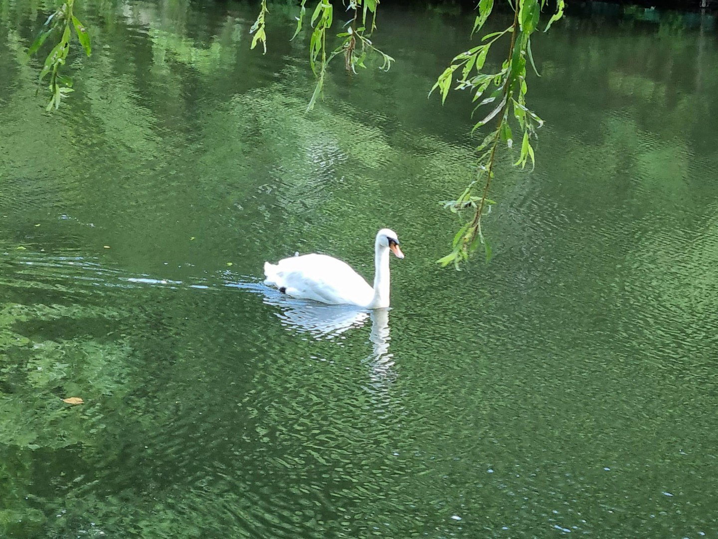 Foto 2 von 12 — Das Wasser plätschert „vor der Tür“ - Enten und Schwäne schwimmen im Wasser!