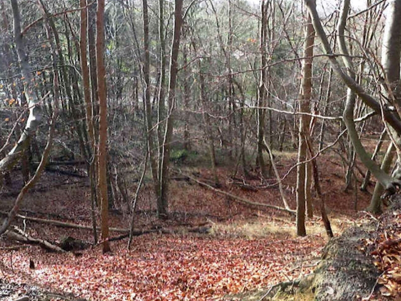 Foto 3 von 5 — Waldfläche in Escheburg