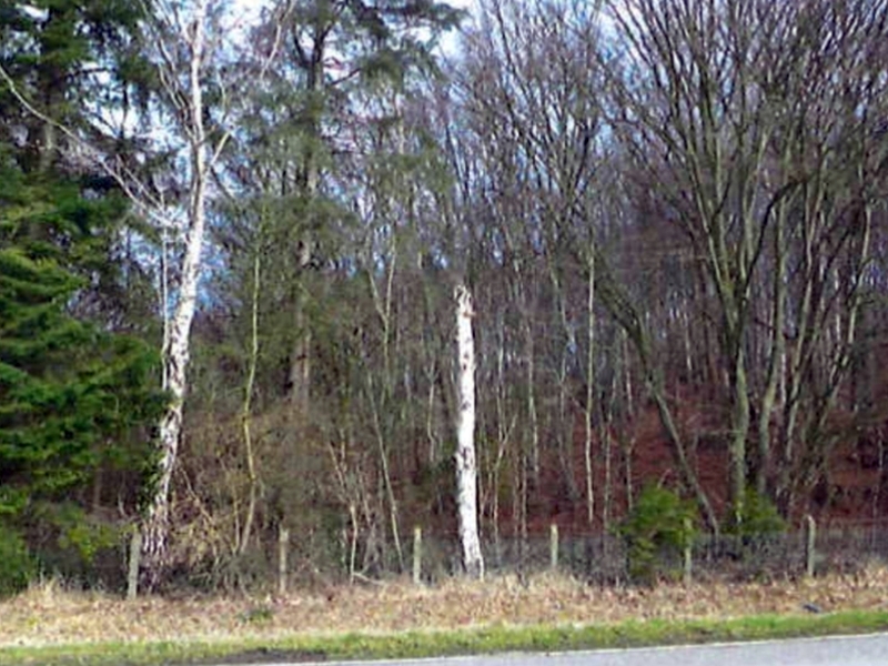 Foto 1 von 5 — Waldfläche in Escheburg