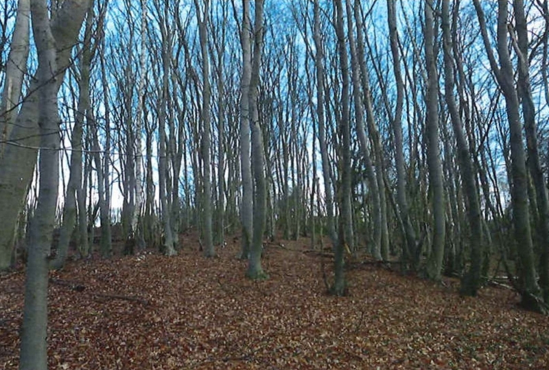 Foto 3 von 4 — Waldfläche in Escheburg