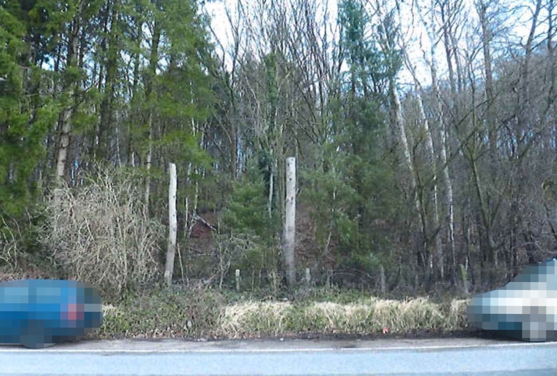 Foto 2 von 4 — Waldfläche in Escheburg