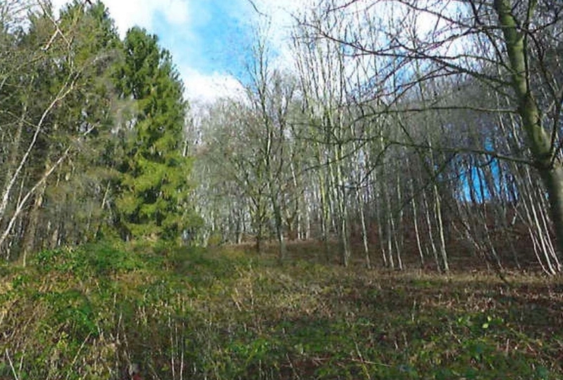 Foto 1 von 4 — Waldfläche in Escheburg