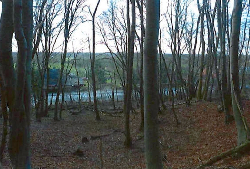 Foto 4 von 4 — Waldfläche in Escheburg