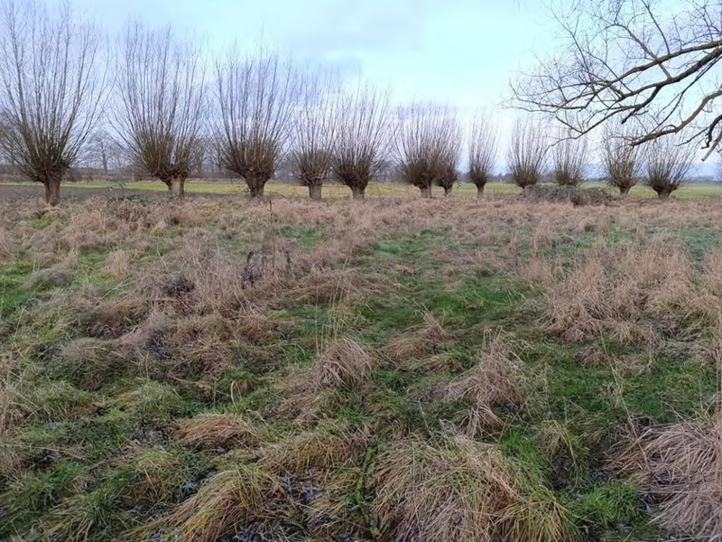 Foto 2 von 2 — Grünanlage/Fläche der Landwirtschaft in Neuenkirchen OT Kieshof-Ausbau