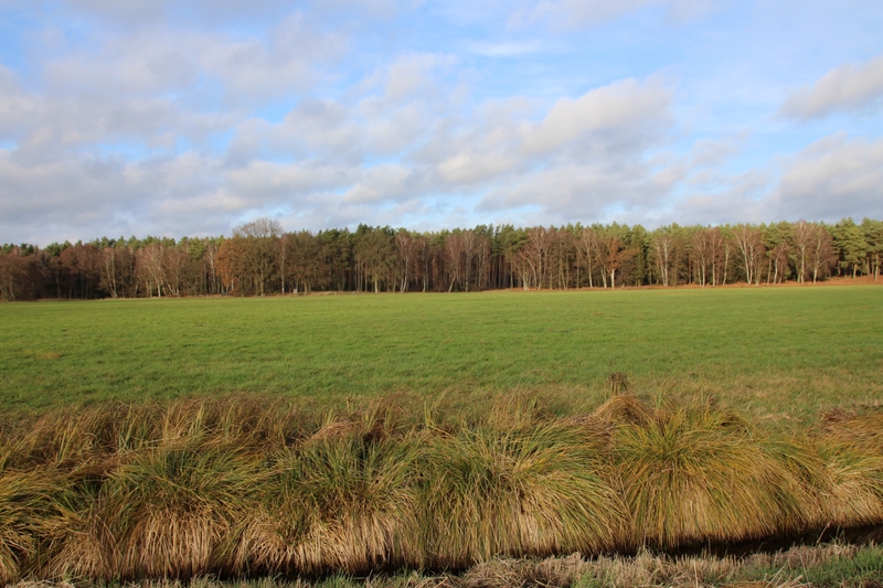 Foto 1 von 2 — Grünland in Grabow OT Winkelmoor
