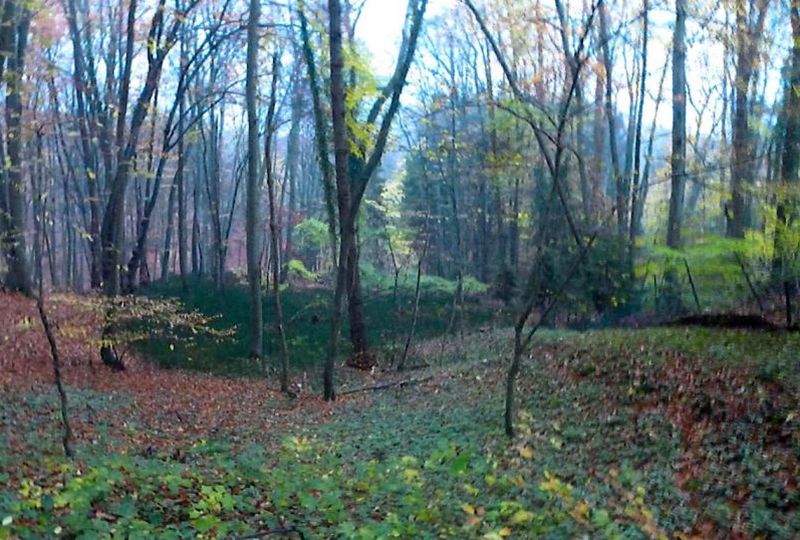 Foto 2 von 7 — Waldfläche in Börnsen