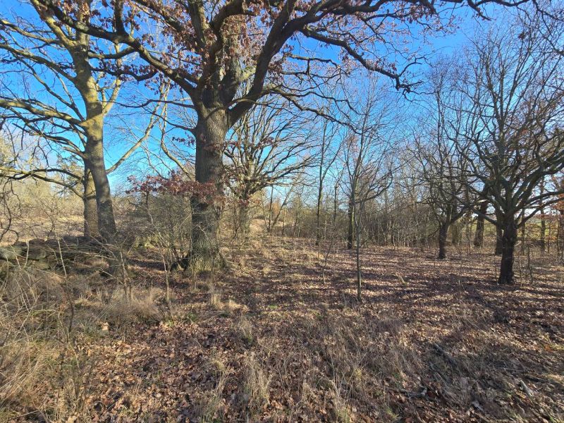Foto 1 von 15 — Unbebautes Grundstück (Landwirtschafts-/Wald-/Wasserfläche) in Tentzerow