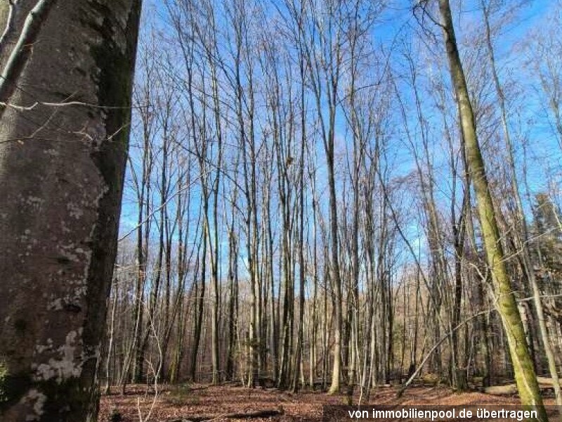 Foto 1 von 2 — Waldgrundstück