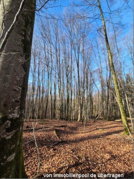 Foto 2 von 2 — Waldgrundstück