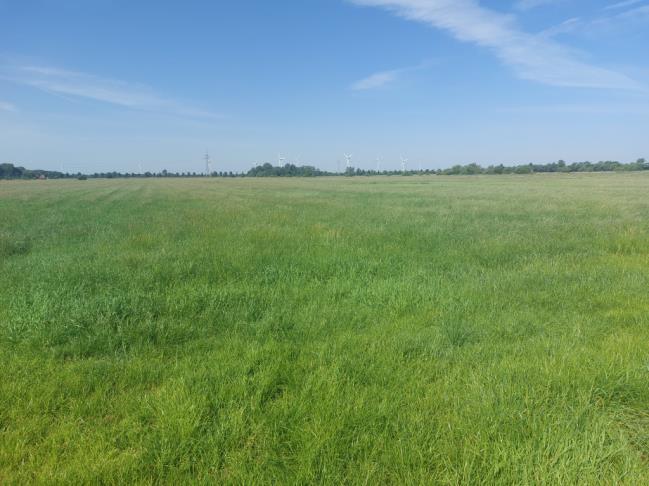 Foto 5 von 8 — land- und forstwirtschaftlich genutztes Grundstück, Grünland