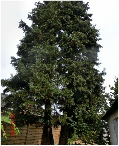 Foto 11 von 11 — Doppelhaushälfte