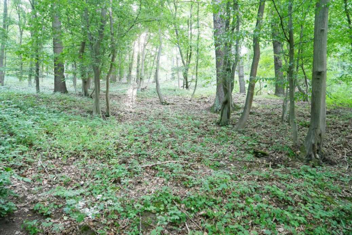 Foto 10 von 16 — unbebautes Grundstück