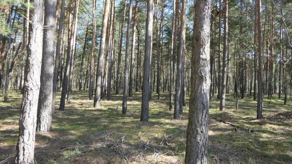 Foto 4 von 8 — land- und forstwirtschaftlich genutztes Grundstück