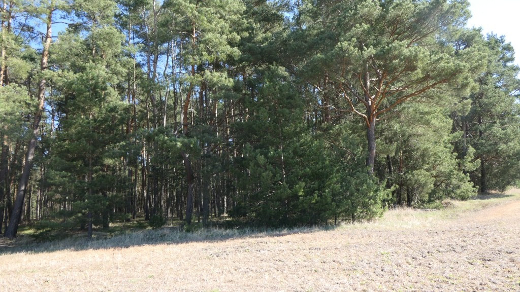 Foto 5 von 8 — land- und forstwirtschaftlich genutztes Grundstück