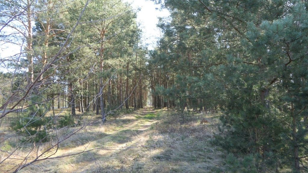 Foto 1 von 8 — land- und forstwirtschaftlich genutztes Grundstück