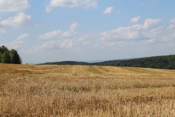 Foto 3 von 9 — land- und forstwirtschaftlich genutztes Grundstück