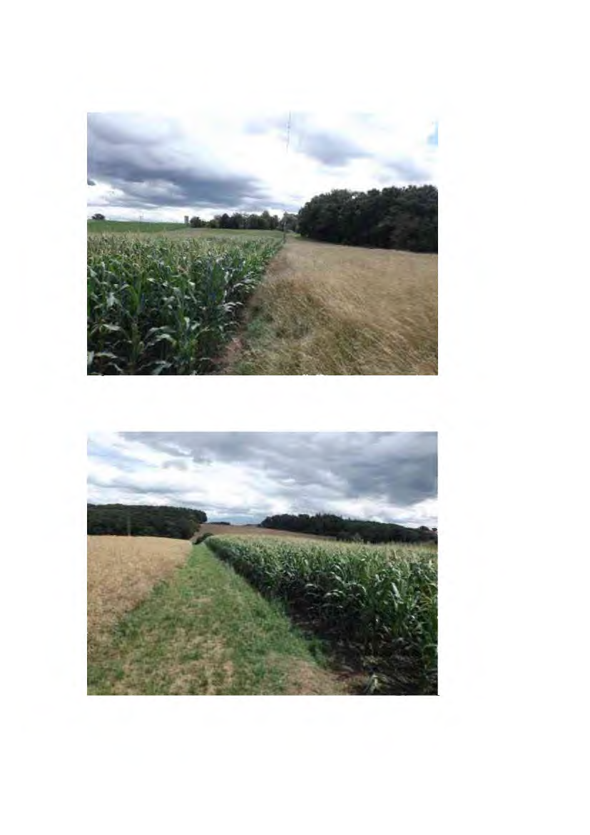 Foto 82 von 191 — land- und forstwirtschaftlich genutztes Grundstück, landwirtschaftliches Anwesen mit Wohnhaus und Wirtschaftsgebäuden