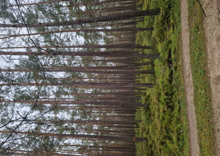 Foto 1 von 5 — land- und forstwirtschaftlich genutztes Grundstück