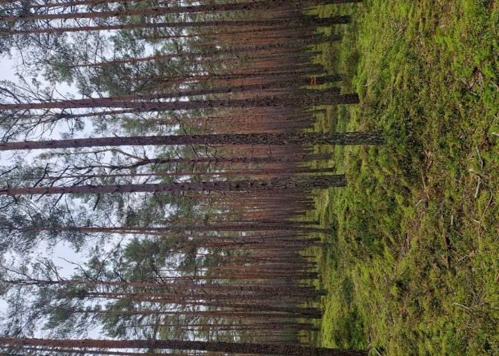 Foto 2 von 5 — land- und forstwirtschaftlich genutztes Grundstück