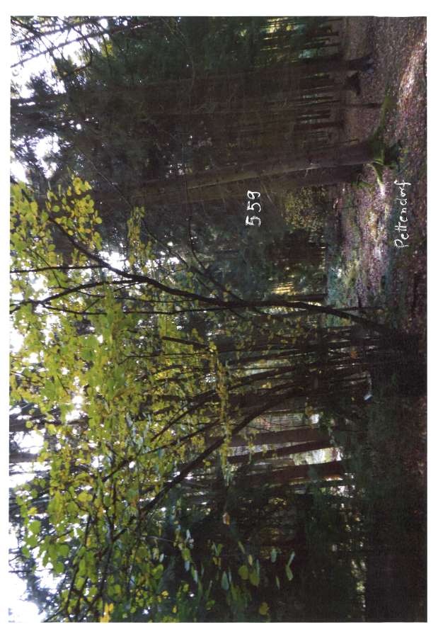 Foto 5 von 6 — land- und forstwirtschaftlich genutztes Grundstück