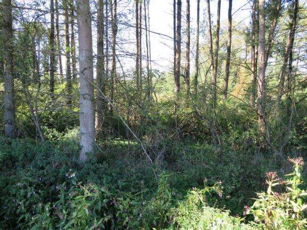 Foto 9 von 15 — land- und forstwirtschaftlich genutztes Grundstück, unbebautes Grundstück