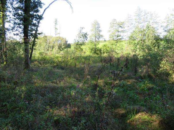 Foto 10 von 15 — land- und forstwirtschaftlich genutztes Grundstück, unbebautes Grundstück