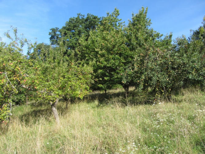 Foto 6 von 15 — Baugrundstück