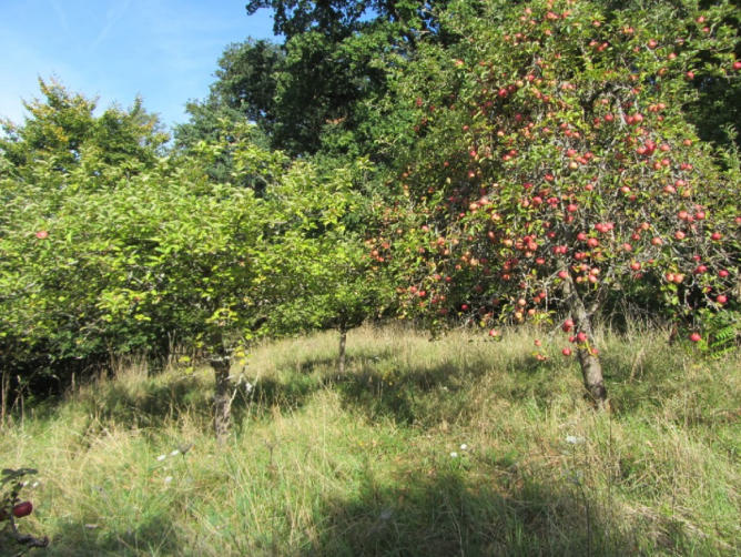 Foto 7 von 15 — Baugrundstück