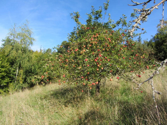 Foto 5 von 15 — Baugrundstück