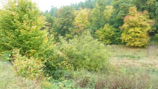 Foto 28 von 30 — land- und forstwirtschaftlich genutztes Grundstück
