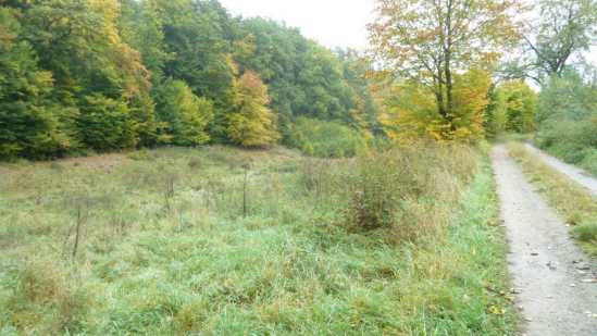 Foto 27 von 30 — land- und forstwirtschaftlich genutztes Grundstück