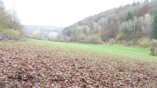 Foto 3 von 30 — land- und forstwirtschaftlich genutztes Grundstück