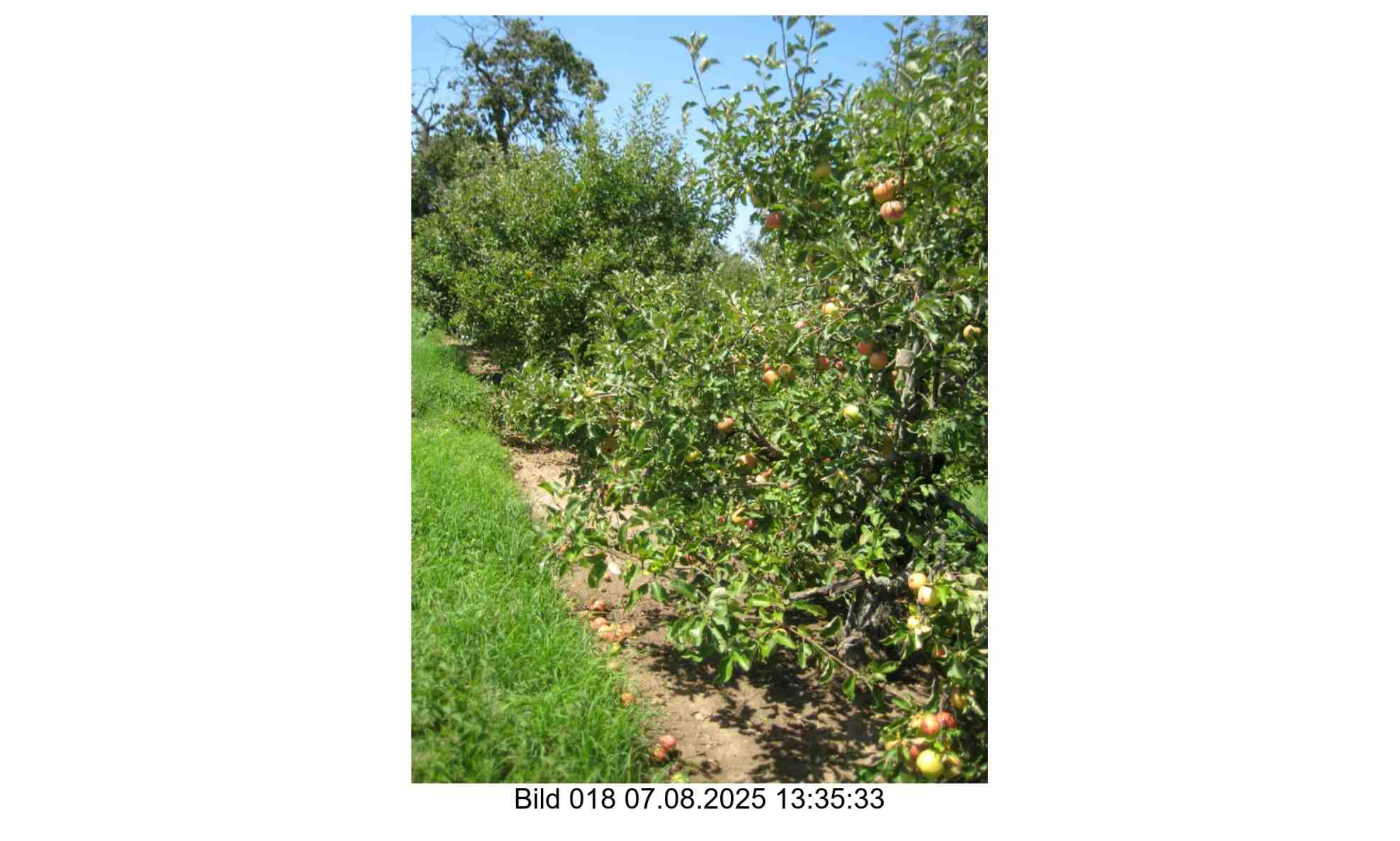Foto 18 von 24 — land- und forstwirtschaftlich genutztes Grundstück