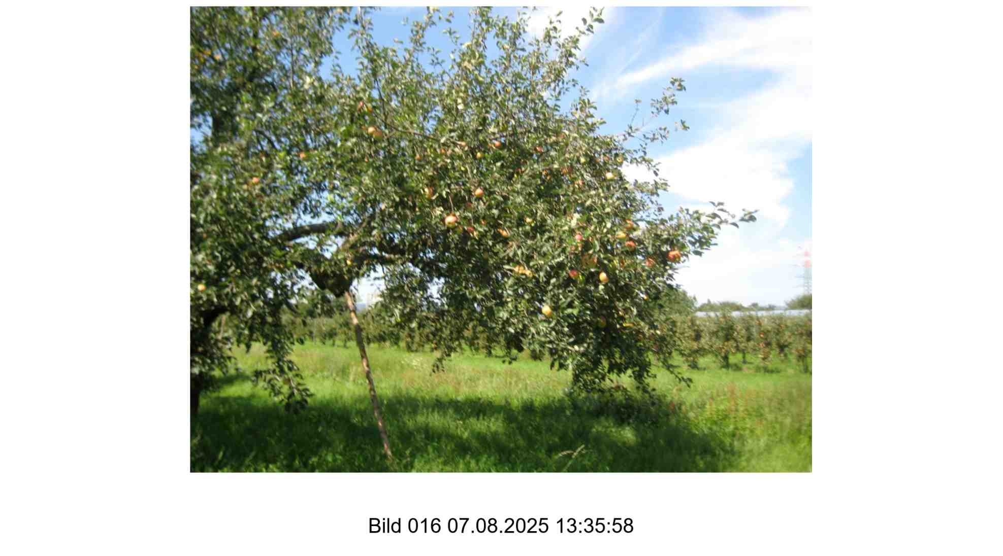 Foto 16 von 24 — land- und forstwirtschaftlich genutztes Grundstück